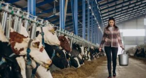 quote latte sanzioni sanatoria