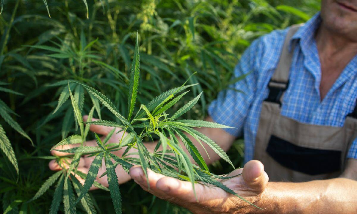 cannabis light legale in Italia