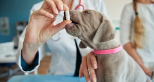 Detrazioni spese veterinarie